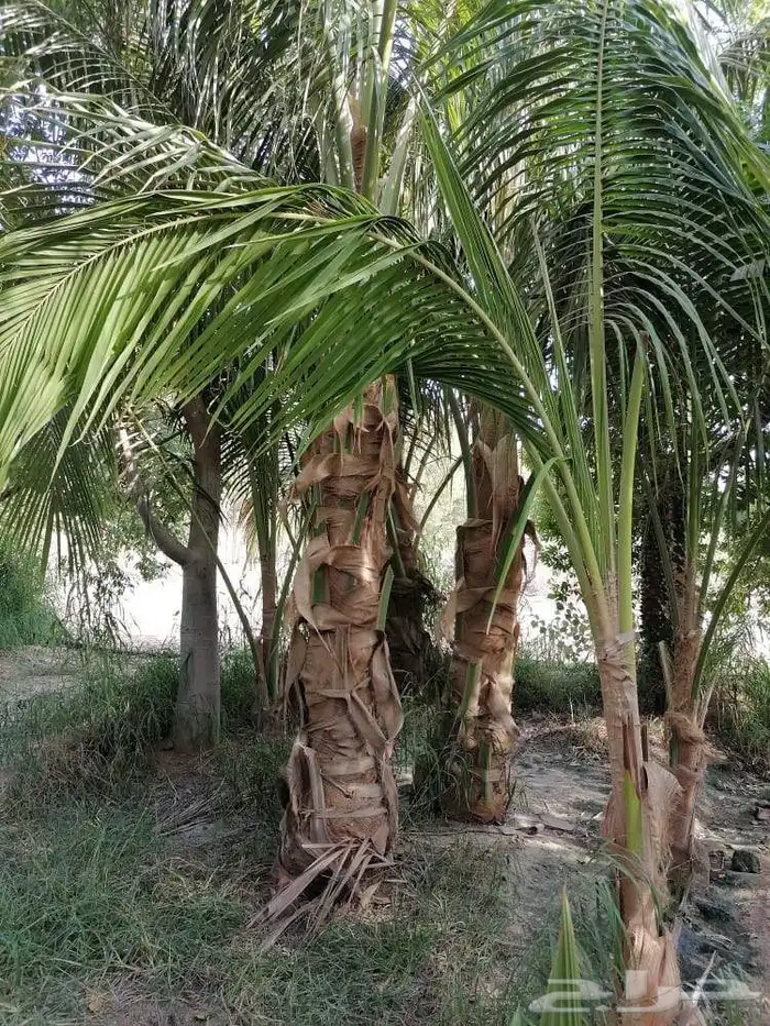 نخل للبيع جميع انواع أنخيل 11