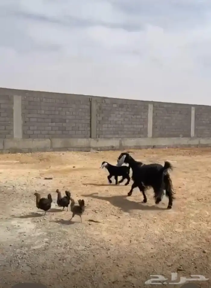 معزا ودجاج مع الاستراحه الموقع قبل القصب معزا طيبه ودجاج 1