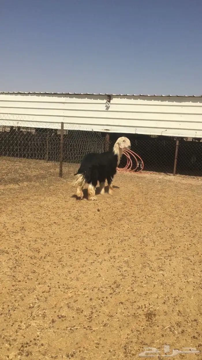 فحل نجدي كفو 0