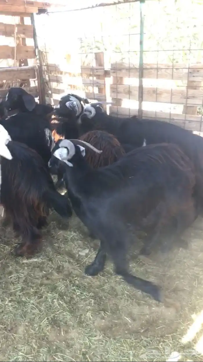 تيوس ثلاجه سمان مخاصي 0