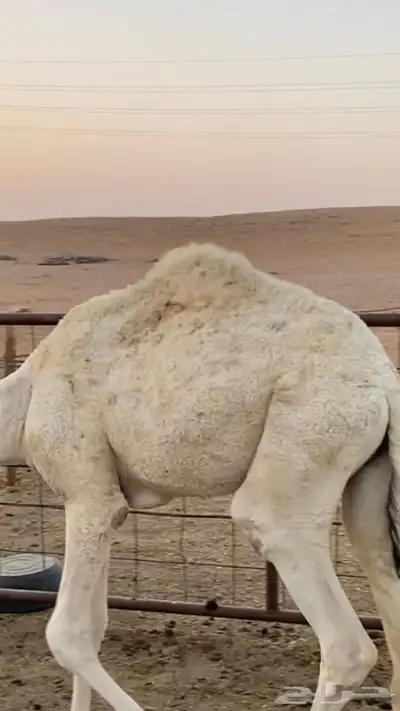 البيع القعود عمره 7 شهور 0