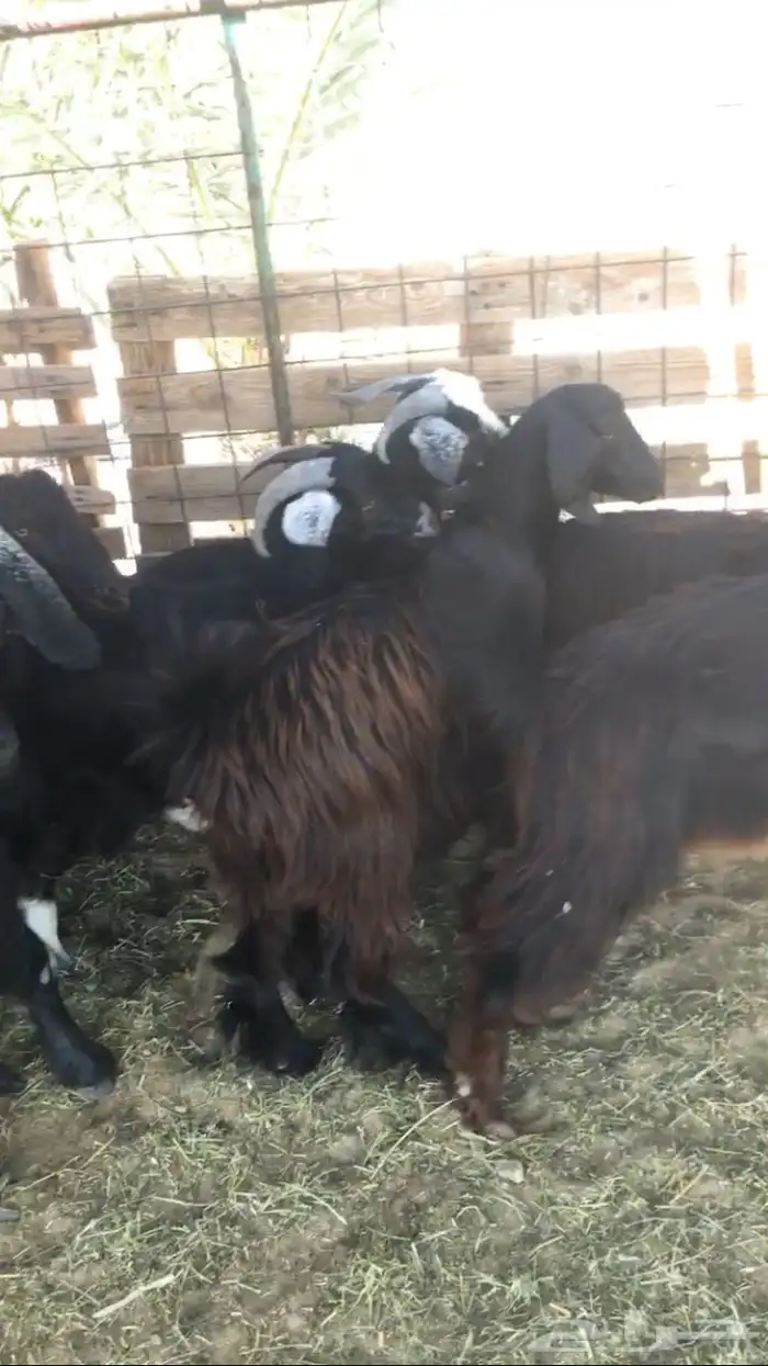 تيوس ثلاجه سمان مخاصي 1