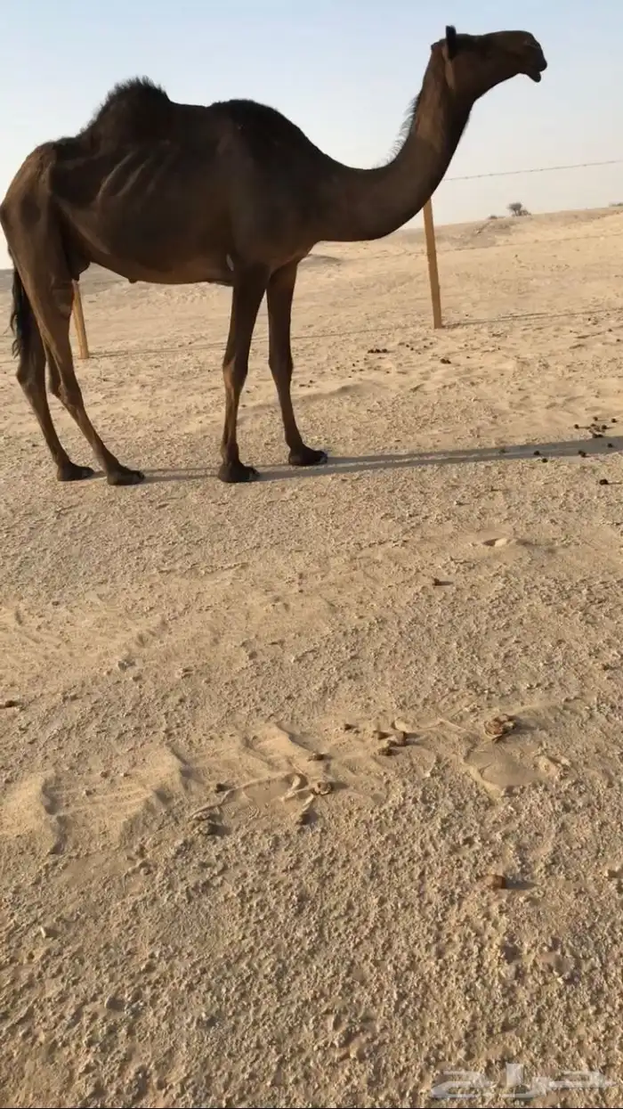 بكر عشرا سلم علا جميع الشروط 0