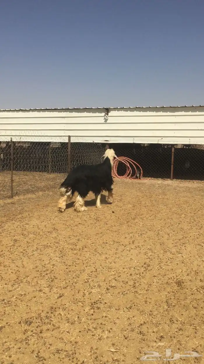 فحل نجدي كفو 1