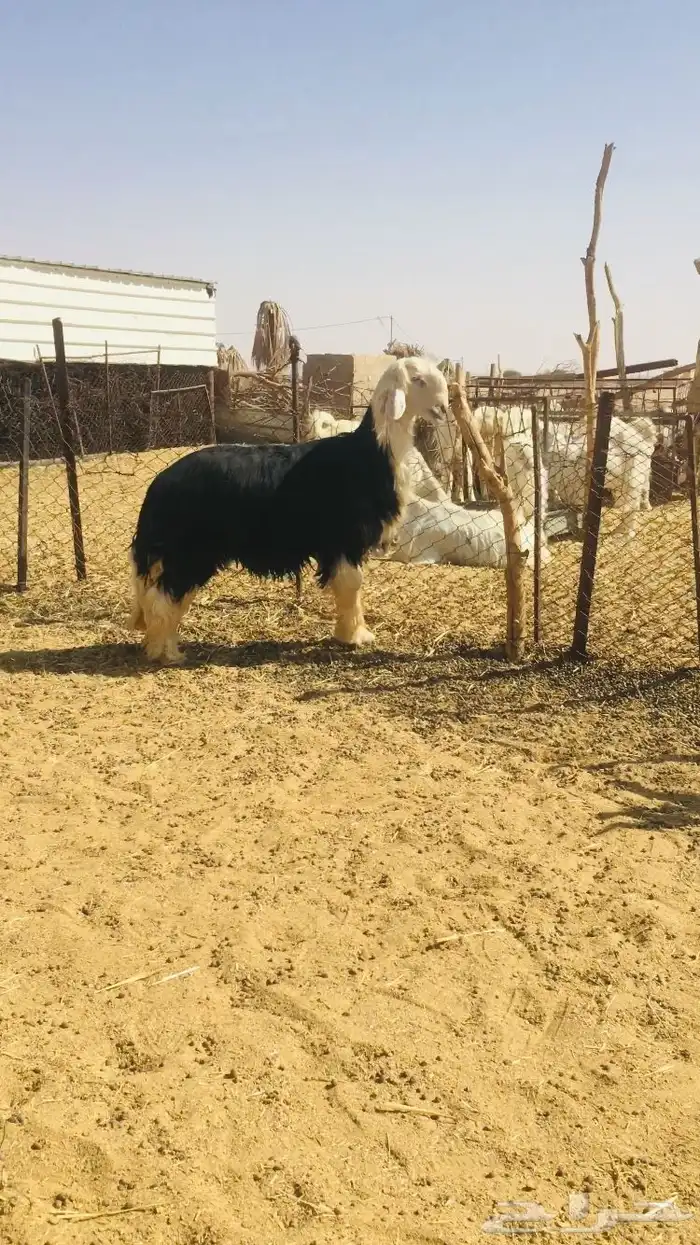 فحل نجدي كفو 2