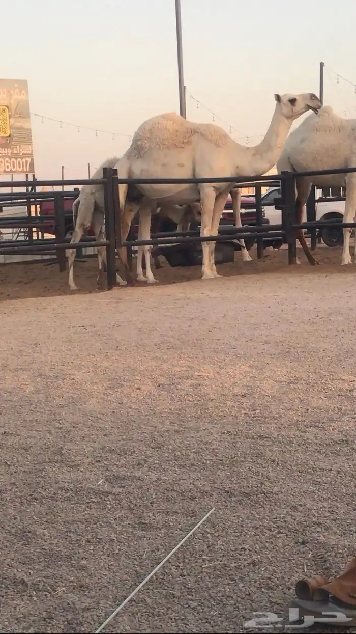 ضروبه وضحا 1