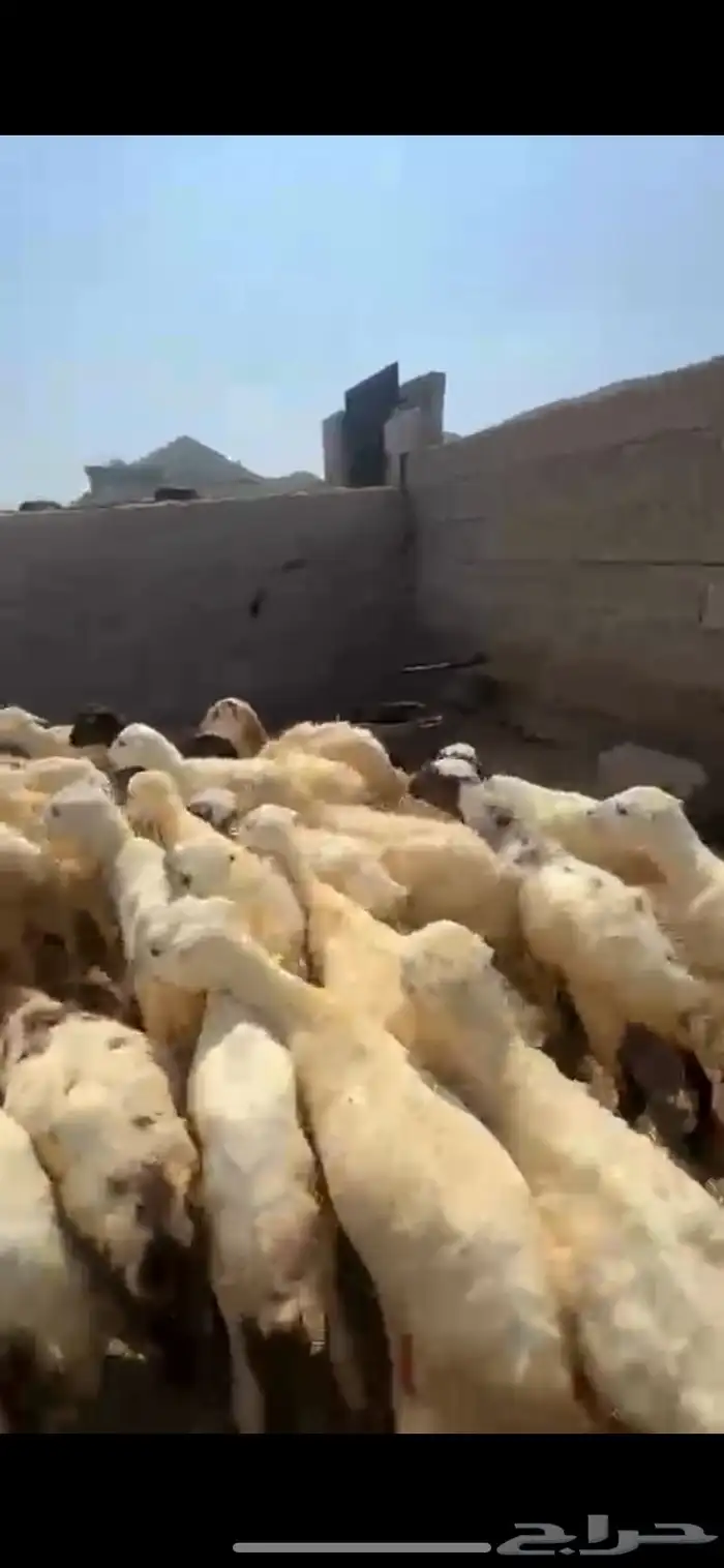 رخال تربية 3