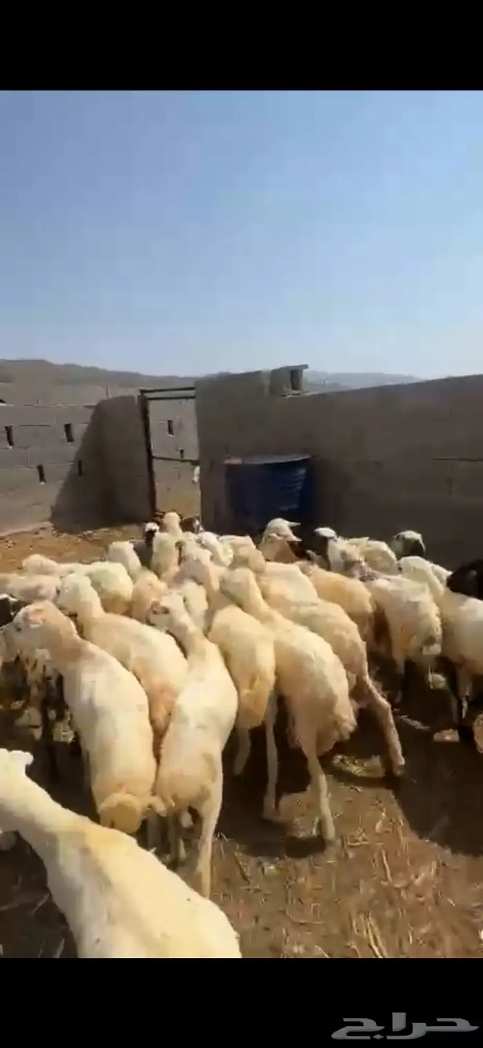 رخال تربية 4