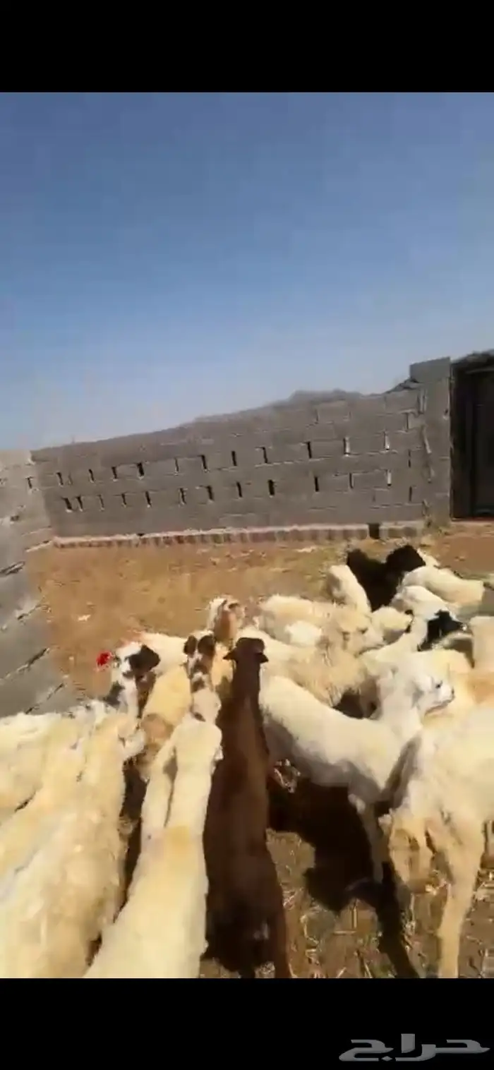 رخال تربية 0