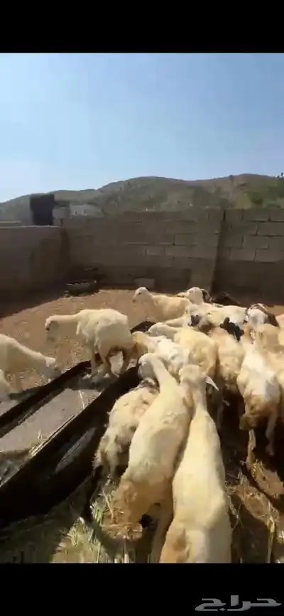 رخال تربية index