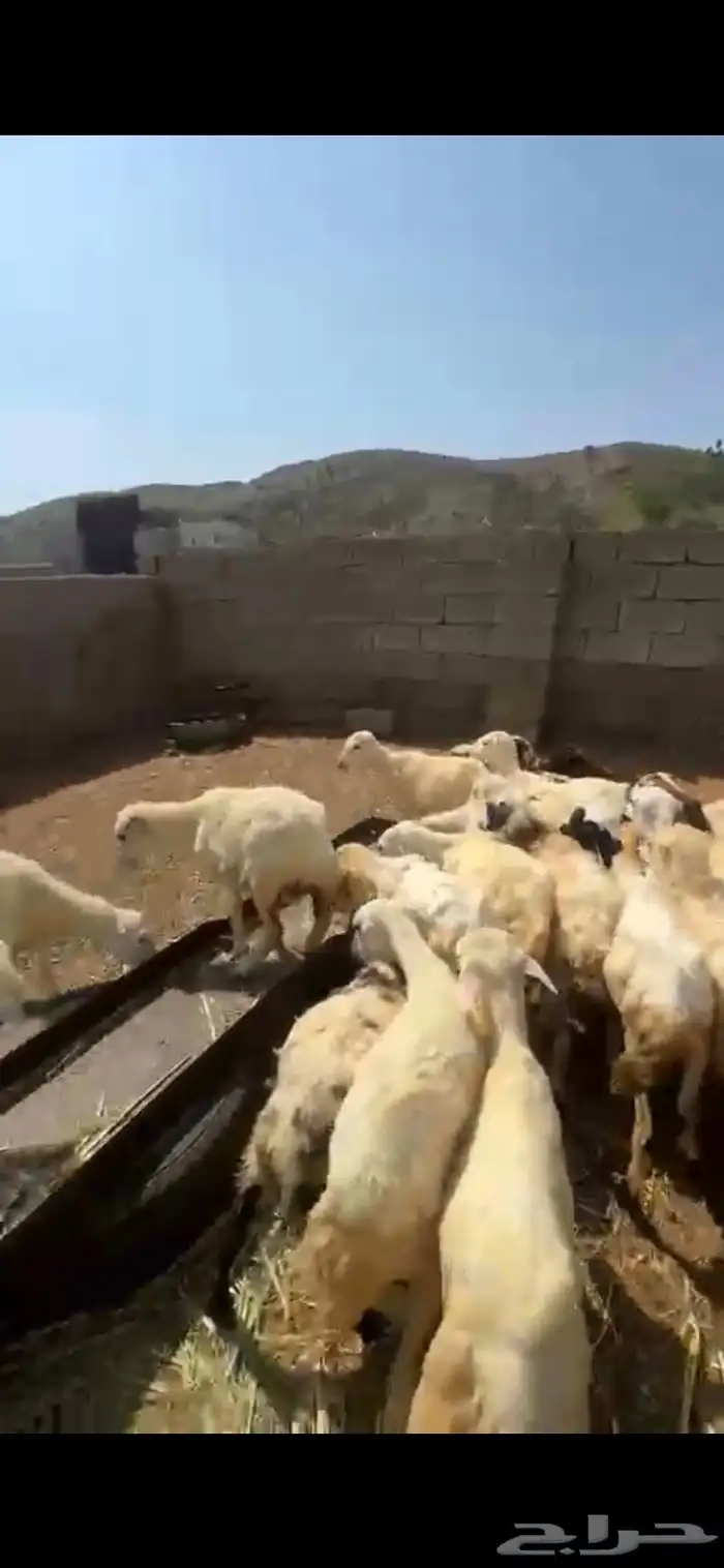 رخال تربية 1