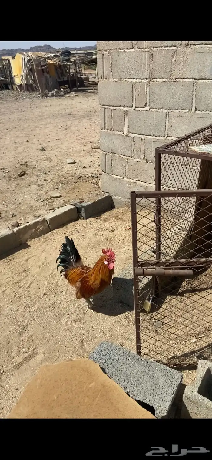ديك للبيع الحجم ممتاز انتاج ثقه العمر سنه وشوي 0