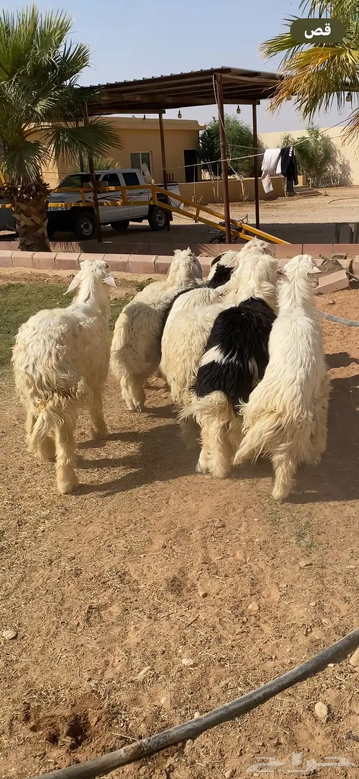 طليان نجد كفوو 1