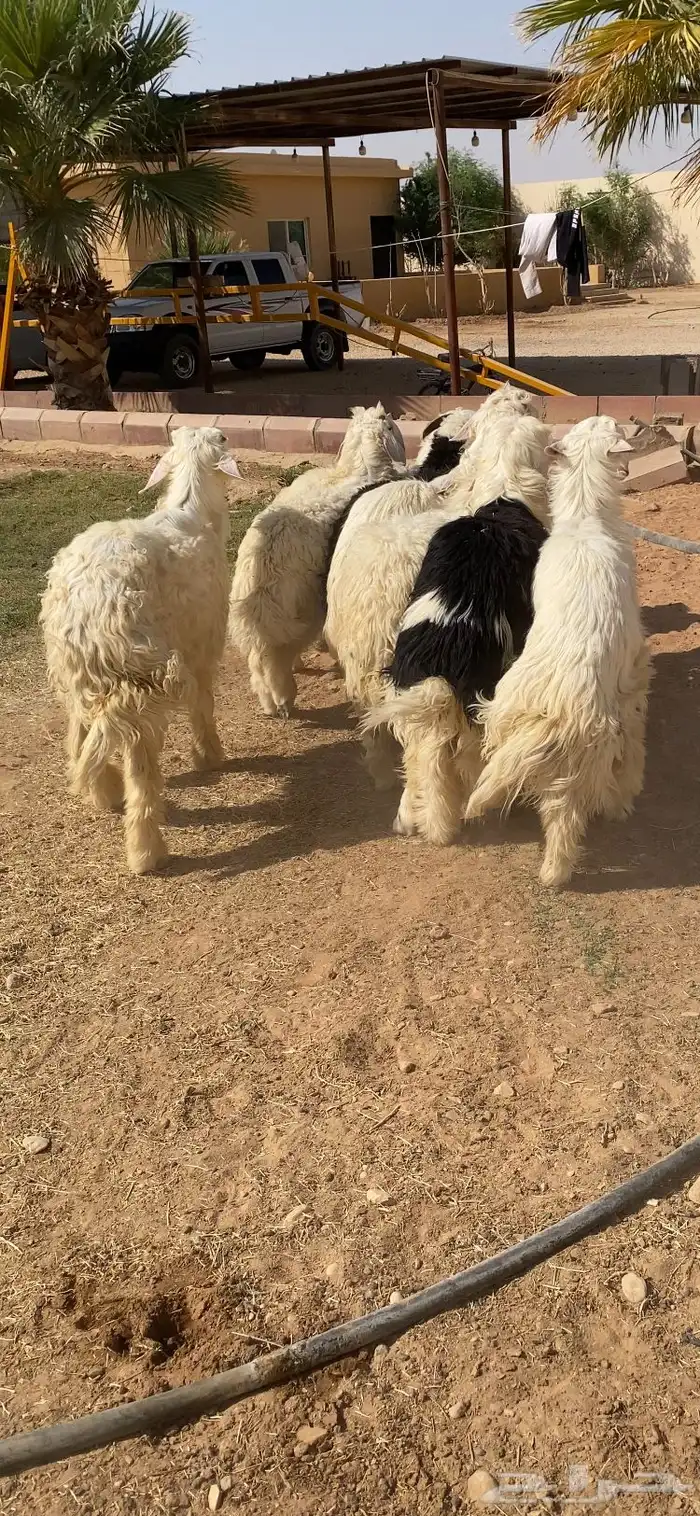 طليان نجد كفوو 0