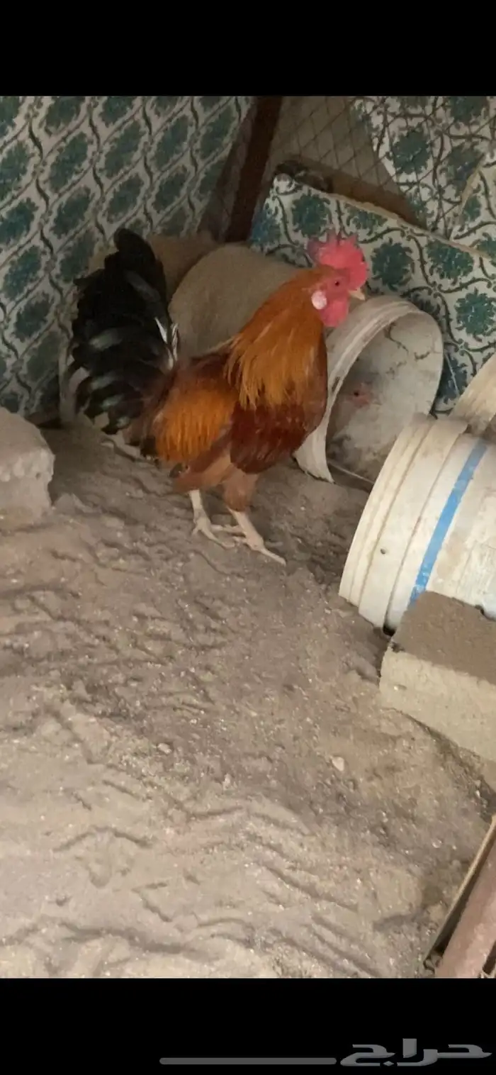 ديك للبيع الحجم ممتاز انتاج ثقه العمر سنه وشوي 2
