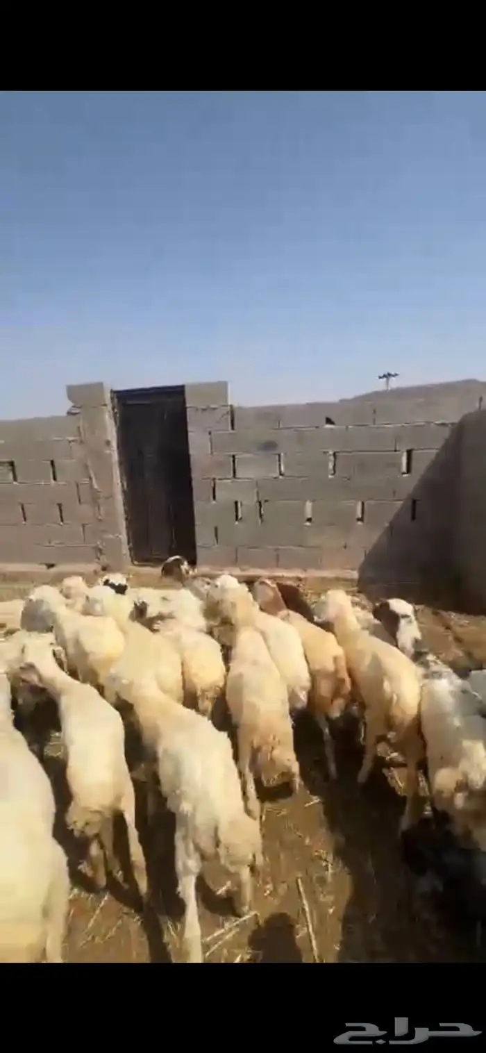 رخال تربية 5