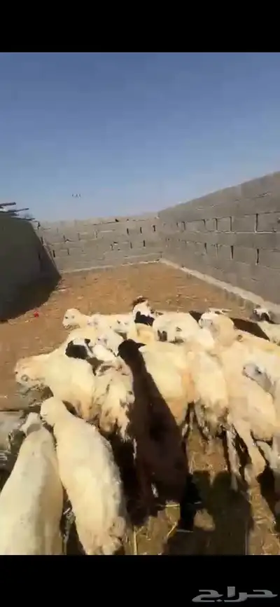 رخال تربية index