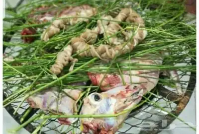 مرخ وسلع قريب كبري الفحص المونسيه index