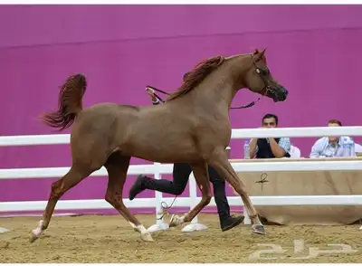 فحل متاح التشبيه الخيل الواهو index