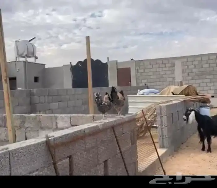 معزا ودجاج مع الاستراحه الموقع قبل القصب معزا طيبه ودجاج 4