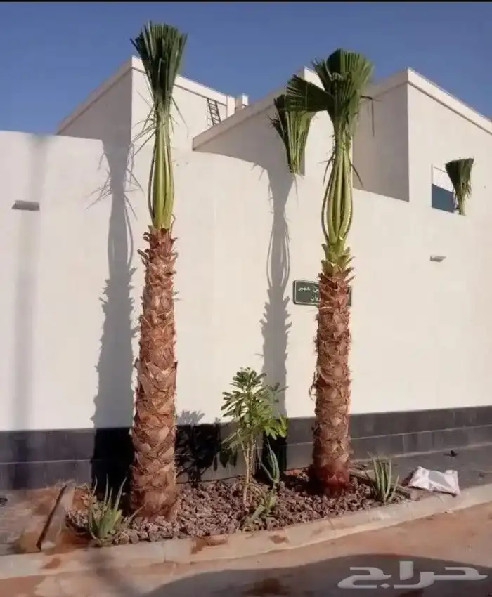 نخل وشنطن زينه 2