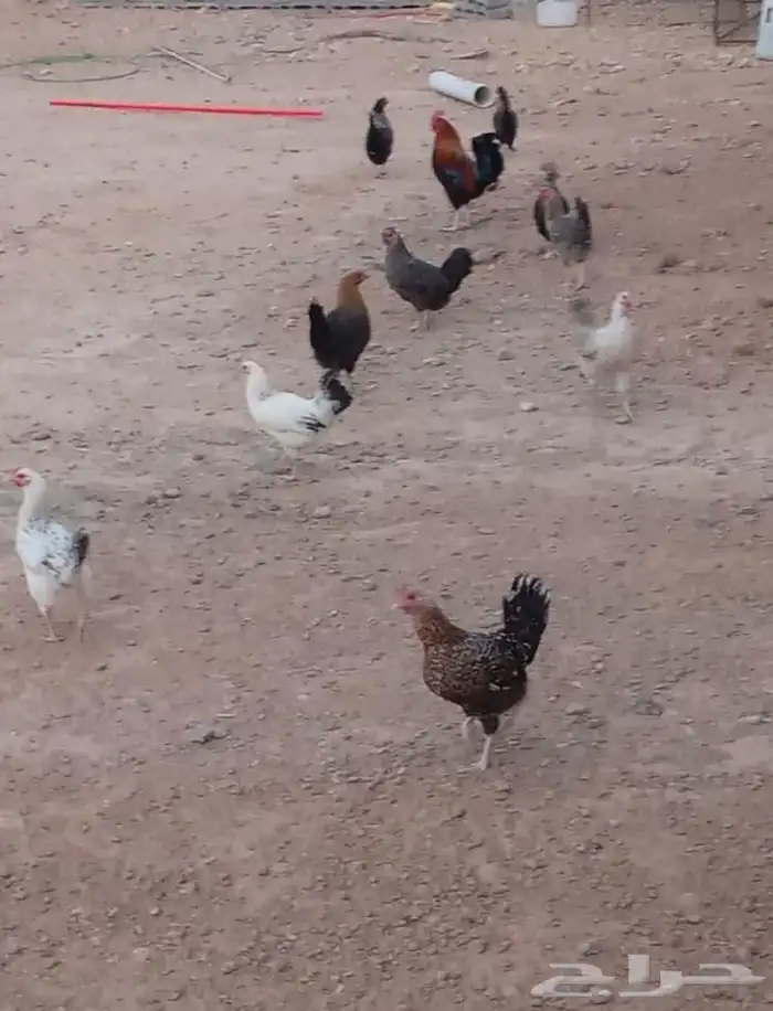 معزا ودجاج مع الاستراحه الموقع قبل القصب معزا طيبه ودجاج 0