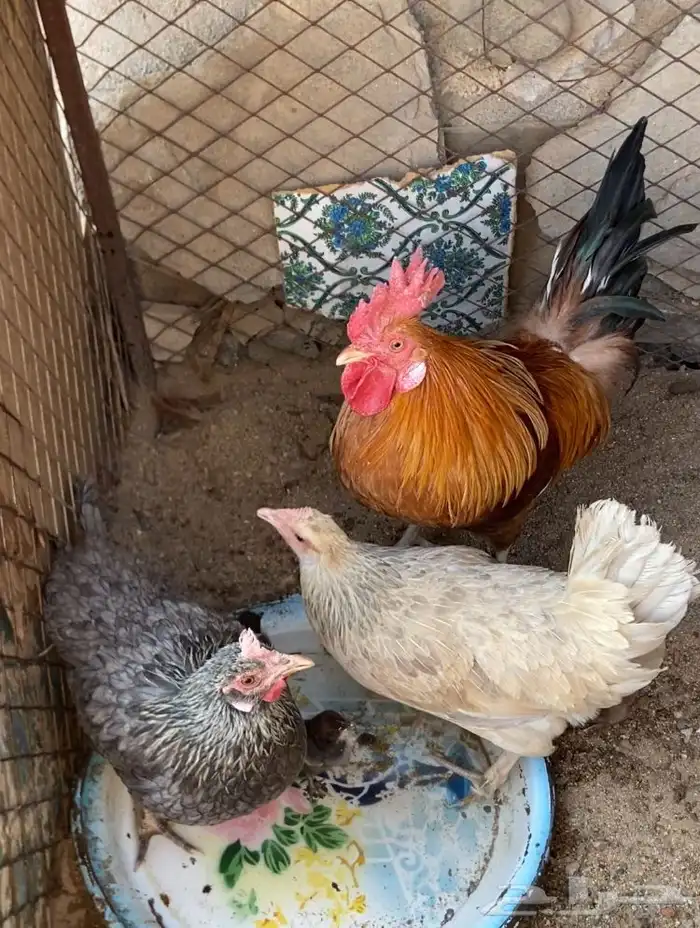 ديك للبيع الحجم ممتاز انتاج ثقه العمر سنه وشوي 1