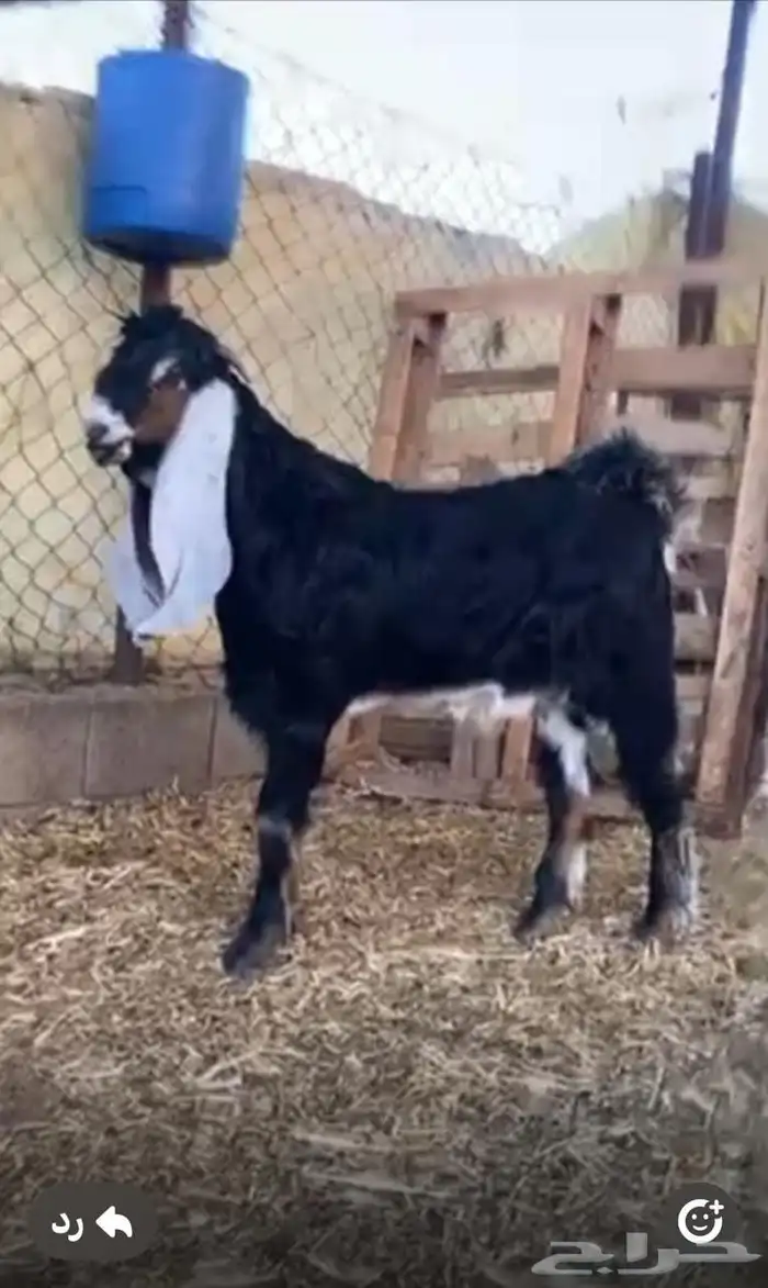 مشروع فحل عارضي عطر 1