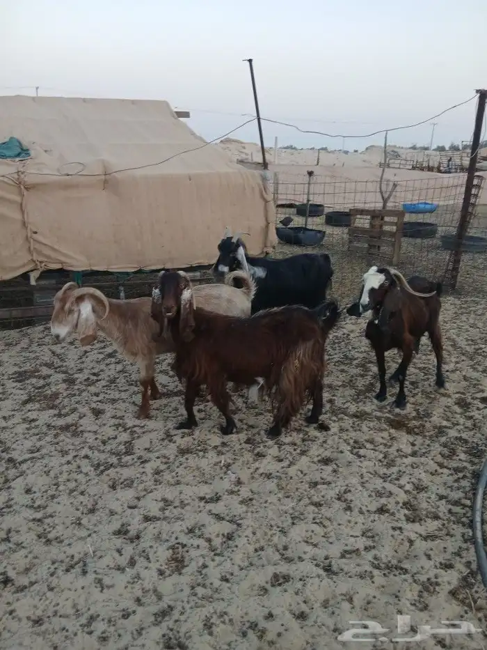 معزا دفيع طيبه الموقع مليجه 6