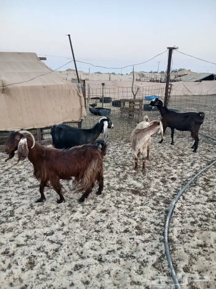 معزا دفيع طيبه الموقع مليجه 7