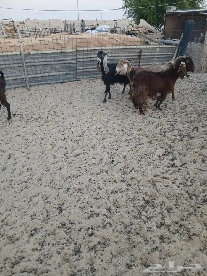 معزا دفيع طيبه الموقع مليجه 3