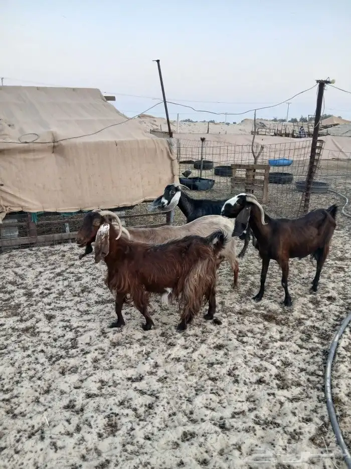 معزا دفيع طيبه الموقع مليجه 5