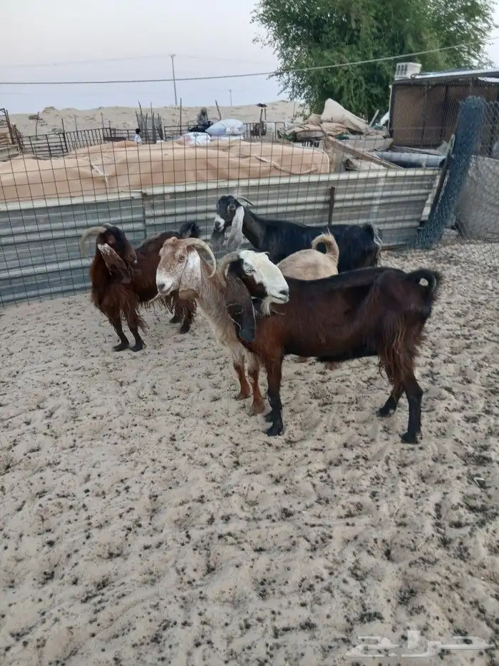 معزا دفيع طيبه الموقع مليجه 0