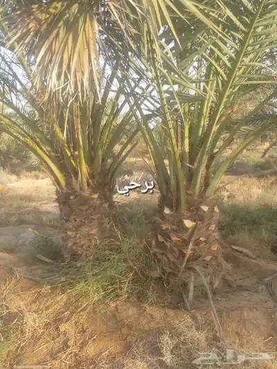 نخيل المجمعه index