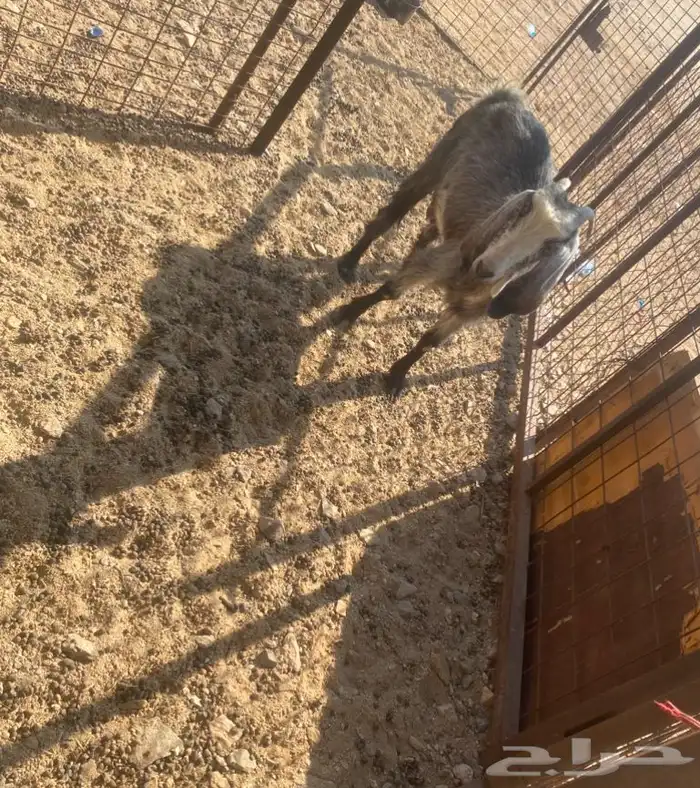 عنز حايل توه داخله سديس 1