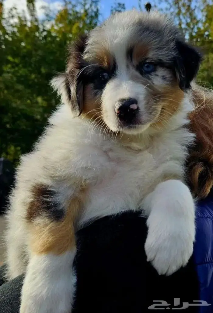 جراوي استراليان شيبرد من روسيا 1