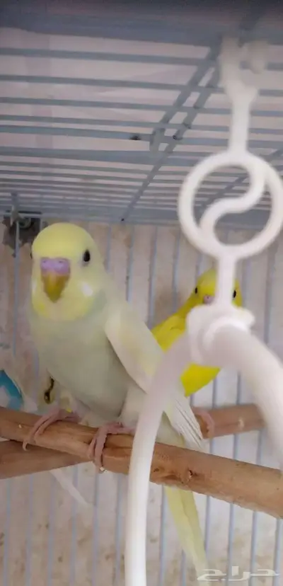 ذكور بادجى index