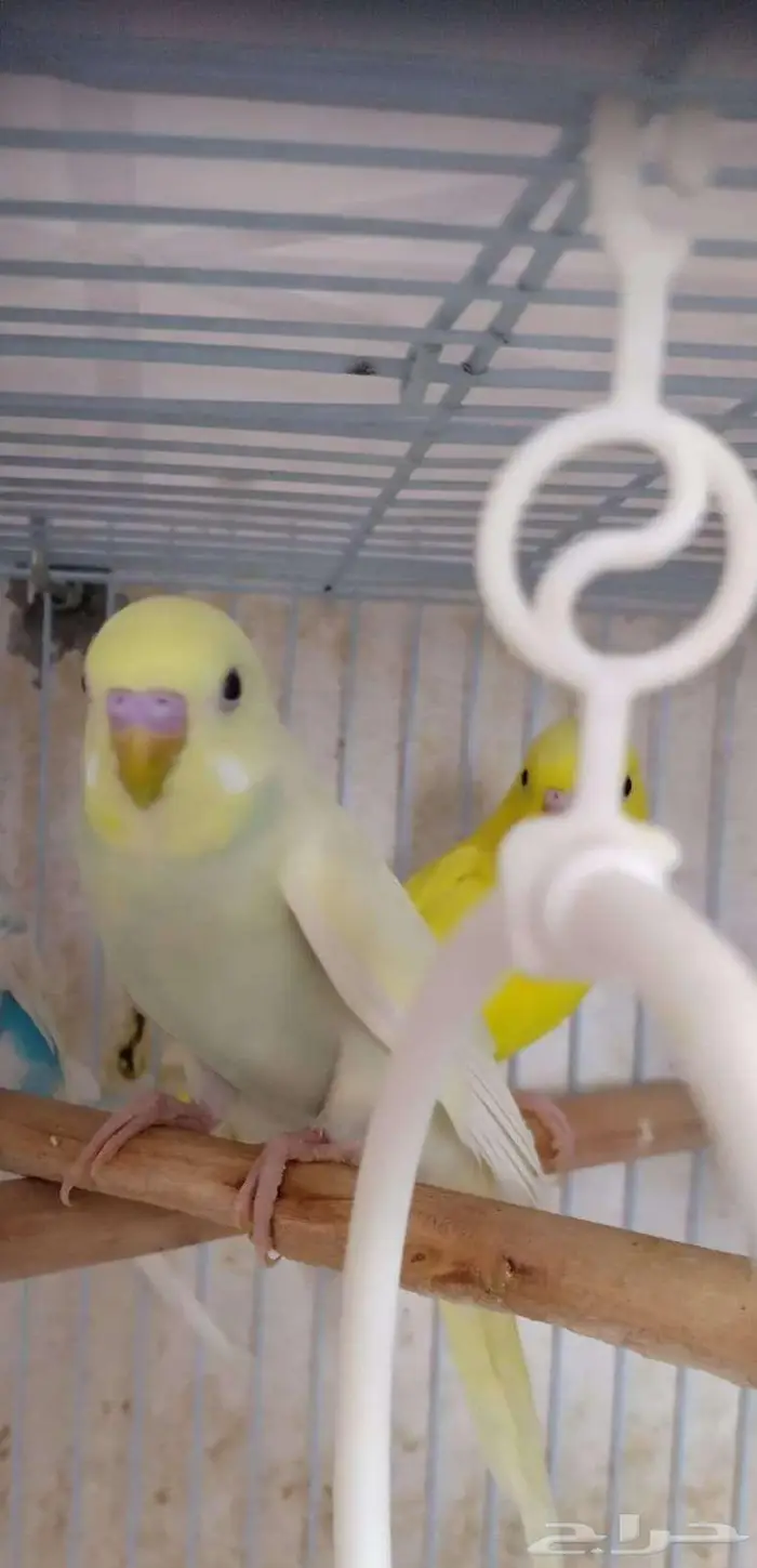 ذكور بادجى 2