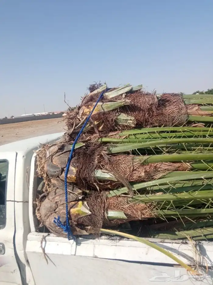 جميع انواع النخيل العربي ولواشنطني وفسايل خلاص 2