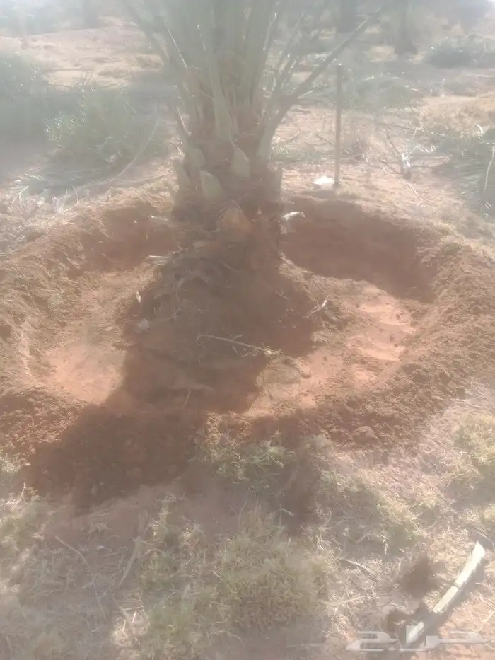 نعمل في مجال النخيل تنضيف وتكريب وتحويض وقلع وغرس 0