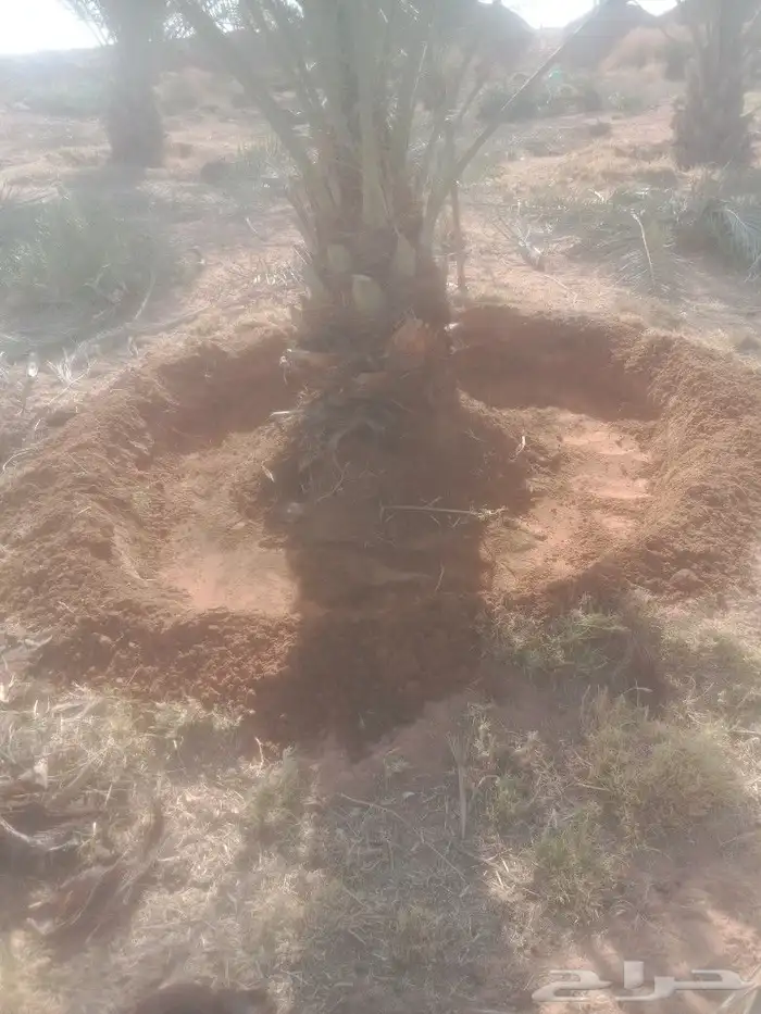 نعمل في مجال النخيل تنضيف وتكريب وتحويض وقلع وغرس 1