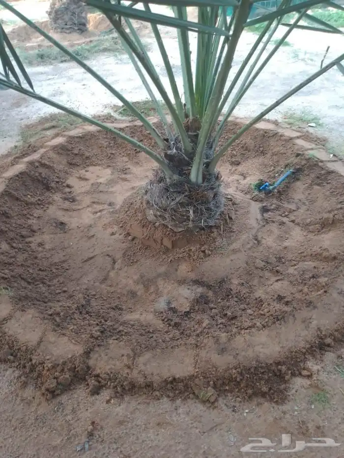 نخل القصيم نخل للبيع سكري صقعي مجدول ونانه 1