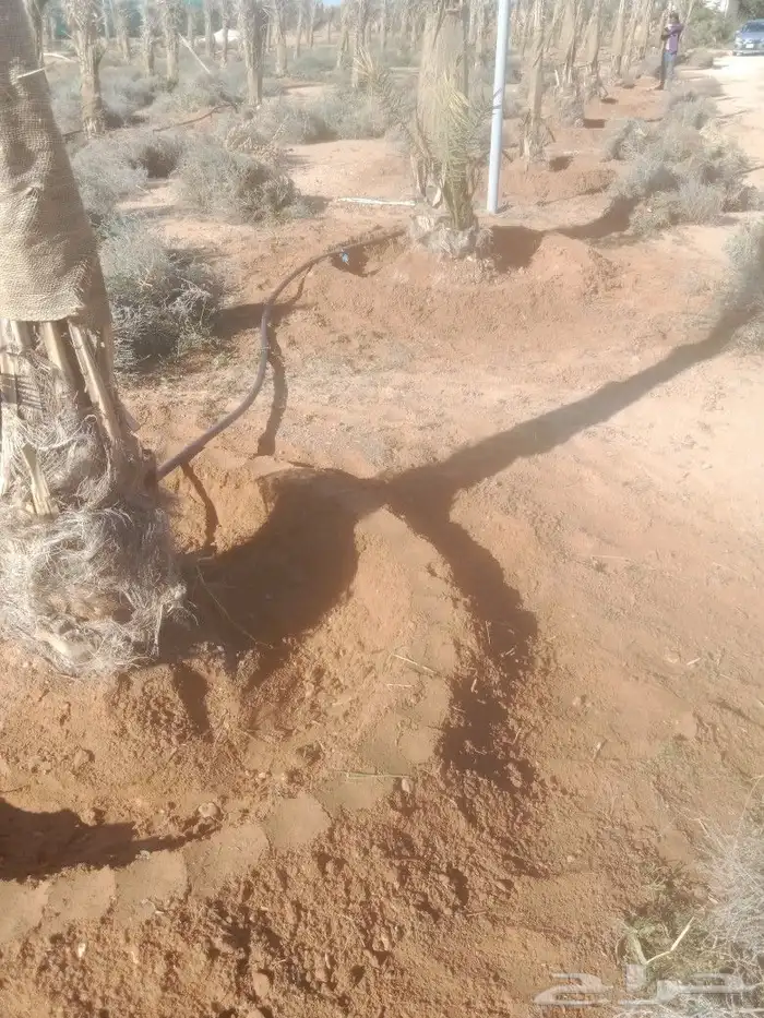 نعمل في مجال النخيل تنضيف وتكريب وتحويض وقلع وغرس 4