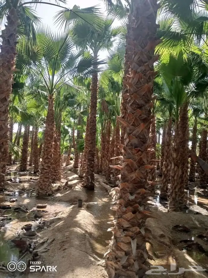 نخيل شنطوني ربست شجر زيتون معمر 2