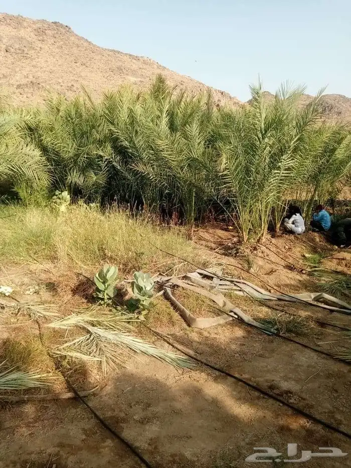 نخل للبيع عربي ووشنطني مكه المكرمه جده الطايف 6