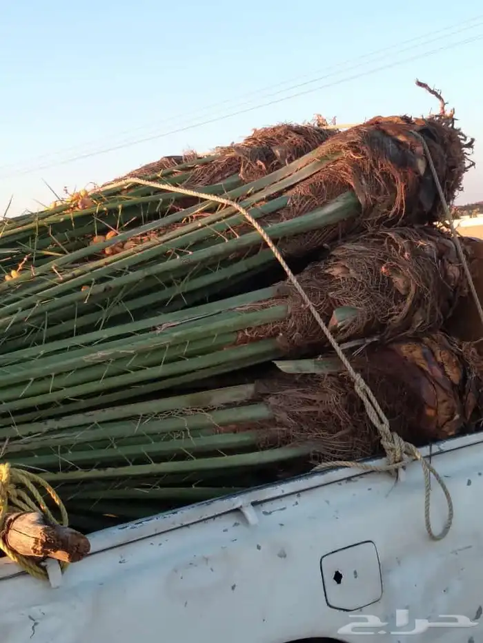 نخل للبيع بجميع انواعها 8