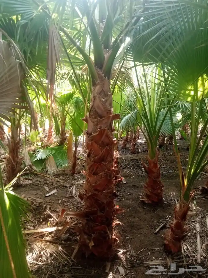 يوجد لدينا نخل عربي وشنطن 5