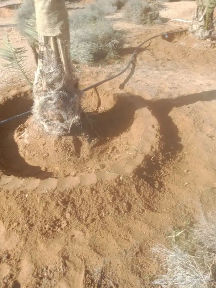 نعمل في مجال النخيل تنضيف وتكريب وتحويض وقلع وغرس 3