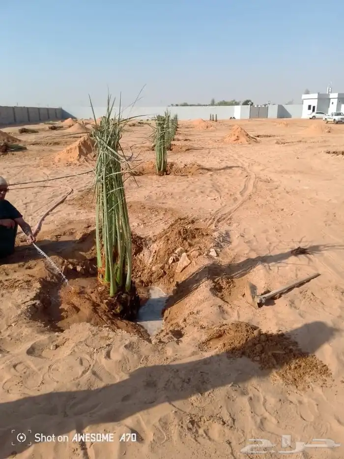 يوجد لدينا نخل عربي وشنطن 6