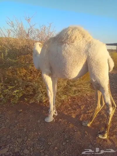 بكره مفروده للبيع index